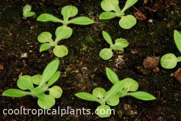 Newly germinated Echuim wildpretii seeds