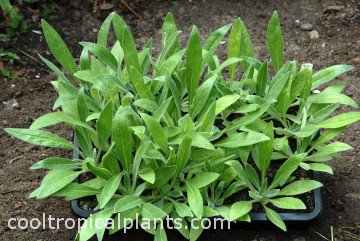 Echuim wildpretii seedlings five weeks later