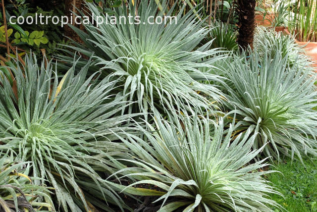 Echium wildpretii Early November, year 2