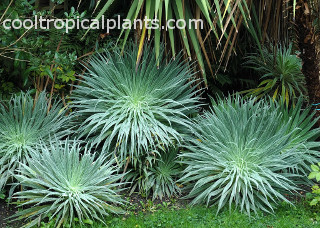 Echium wildpretii foliage Echium wildpretii foliage