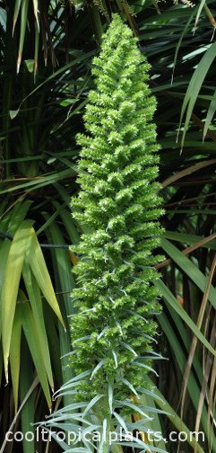 Show's over. Echium wildpretii flower spike after flowering