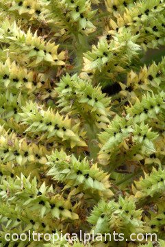 Ripe seeds Ripe seeds