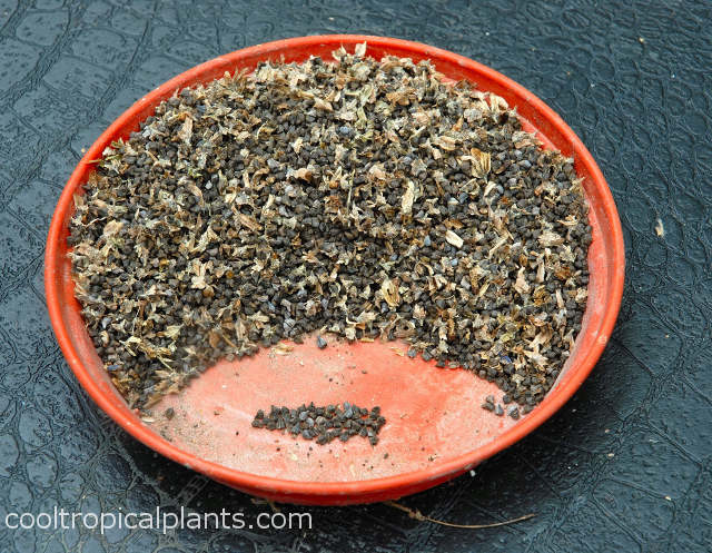 Container with Echium wildpretii seeds showing a small pile of 50 seeds relative to the total amount