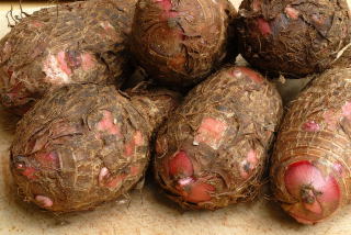 Elephant ear tubers (Xanthosoma sp.)