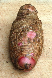 Close up of a tuber of the elephant ear plant - Xanthosoma sp.