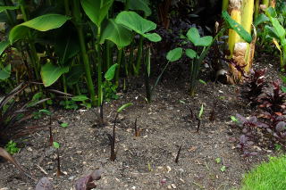 Early planting stage of Elephant ear plant, Xanthosoma sp.