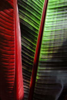 Ensete Ventricosum 'Maurelii' leaf detail.