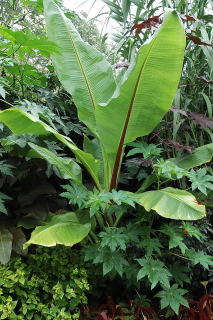 Ensete ventricosum ready to be dug up.