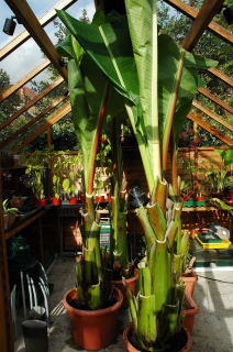 Ensete ventricosum specimens ready for winter in the greenhouse. Ensete ventricosum specimens ready for winter in the greenhouse.