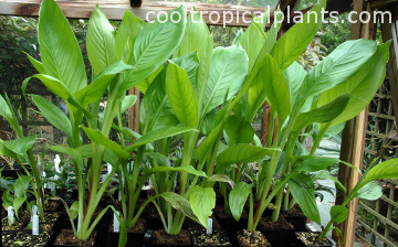 Seedlings at the end of May - 13 weeks from germination