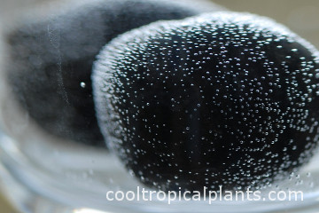 Ensete ventricosum seeds soaking