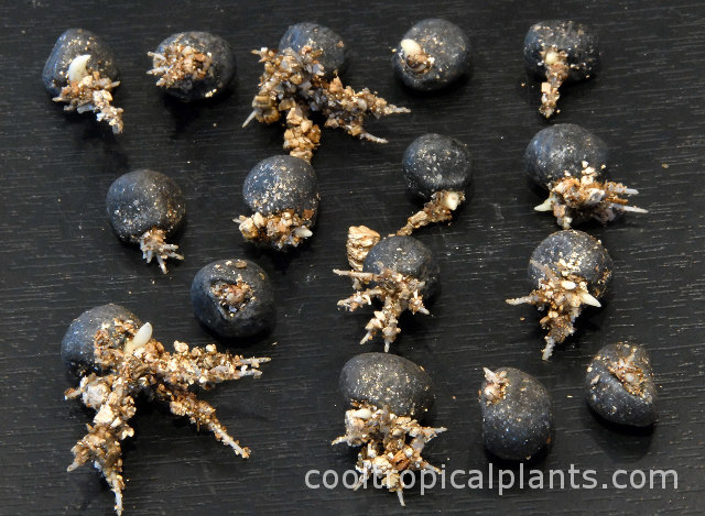 Newly germinated Ensete ventricosum seeds