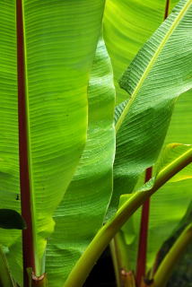 Ensete ventricosum in the rain.