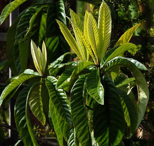 Eriobotrya japonica foliage