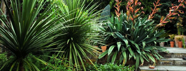 Cordyline and Beshorneria