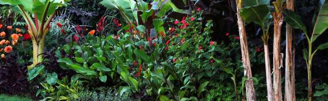 Flowering plants in a tropical border. Flowering plants in a tropical border.