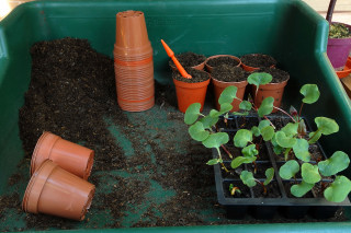 Four O'Clocks awaiting transplantation.