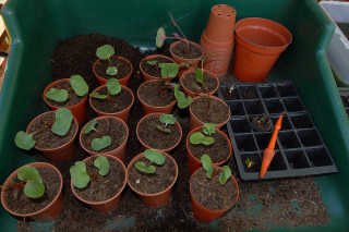 Four O'Clocks in individual pots.