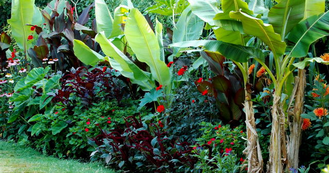 Mirabilis jalapa in a tropical border setting.