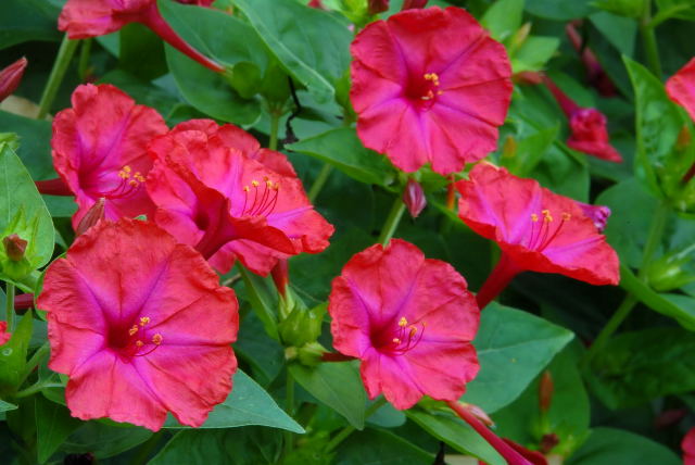 Four O'Clocks in flower.