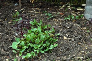 Self sown Four O'Clocks.