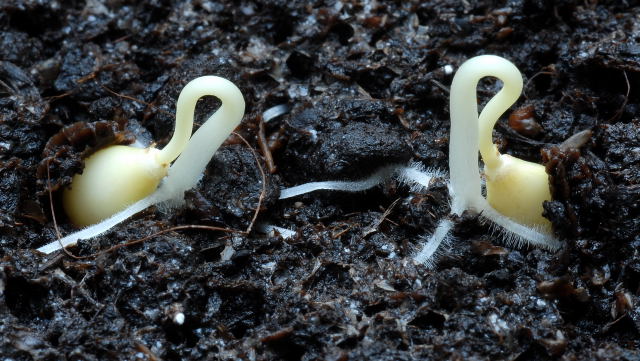 Newly germinated papaya seedlings Newly germinated papaya seedlings