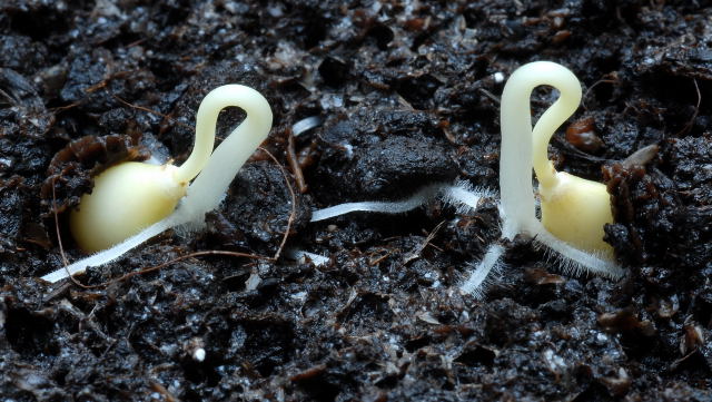 Newly germinated papaya seedlings