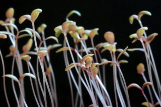Overcrowded seedlings showing signs of etiolation Overcrowded seedlings showing signs of etiolation
