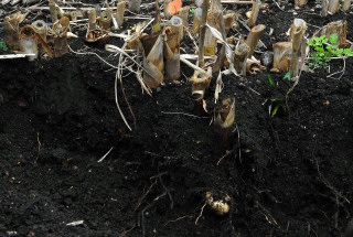Excavated giant reed rhizome