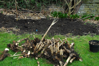 The mound of removed arundo donax rhizomes increases