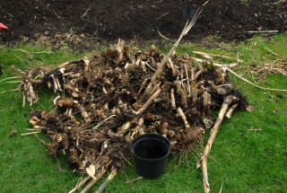 All removed rhizomes in a heap