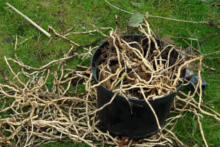 Bind weed roots