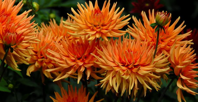 Semi-cactus dahlia flowers (Salsa nights) Dahlia flowers