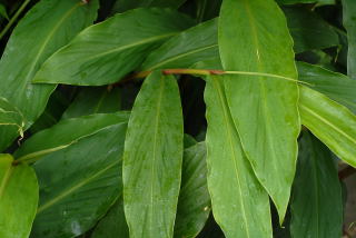 Leaf of hedychium maximum