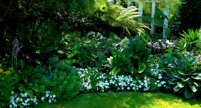 White impatiens flowers in a shady spot.