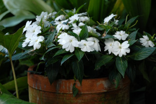 Pot grown New Guinea's