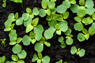 Impatiens seedlings.