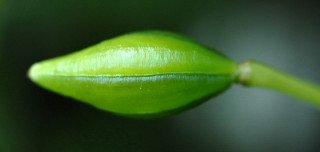 A ripening impatiens seed pod.
