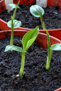 Three week old Kahili ginger seedlings