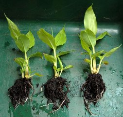 Kahili ginger plants separated