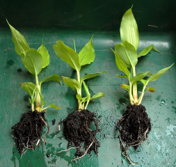 Kahili ginger plants separated Kahili ginger plants separated