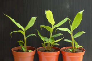 Kahili ginger plants re-potted