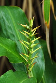 Ripening pod on a flower stalk