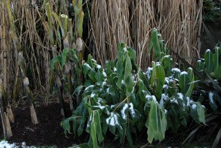 Frost damaged foliage of Hedychium gardnerianum