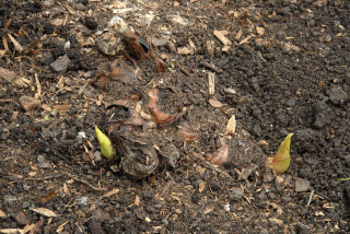 Emerging shoots of the Kahili ginger