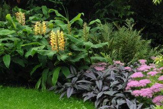 Kahili ginger settled in a tropical border
