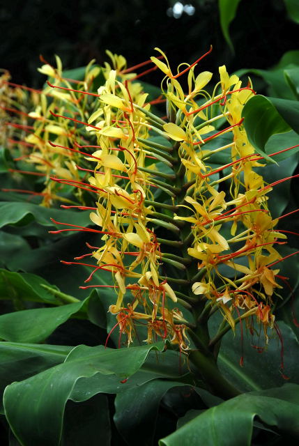 kahili ginger flowers