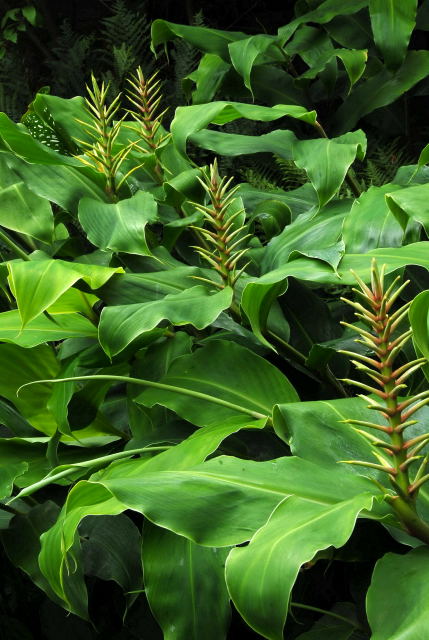 kahili ginger flower spikes