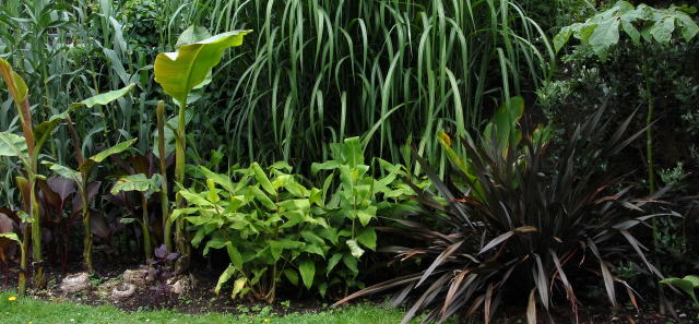 Hedychium gardnerianum newly planted out