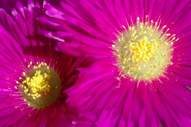 Lampranthus spectabilis flower